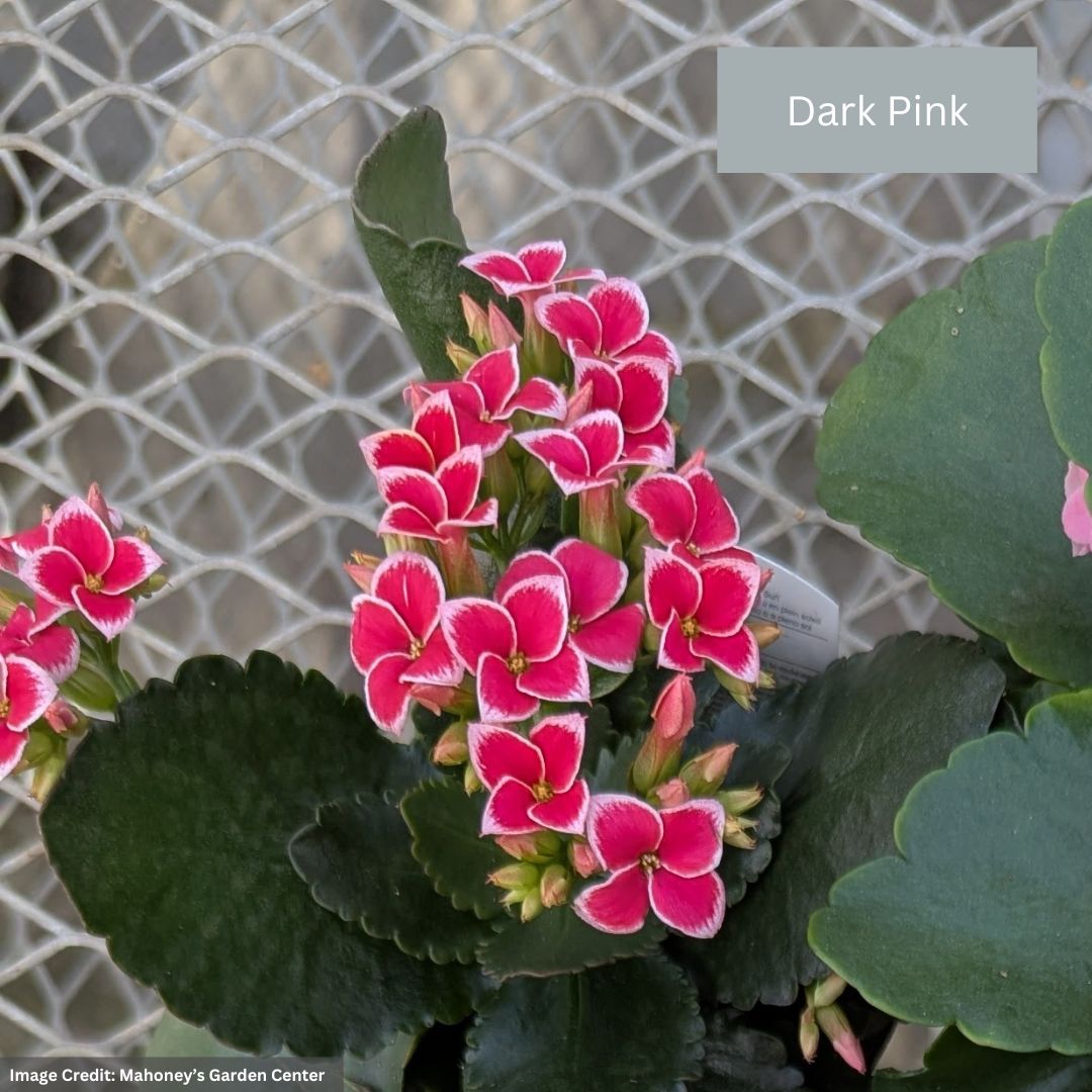 Kalanchoe – 4″ Pot